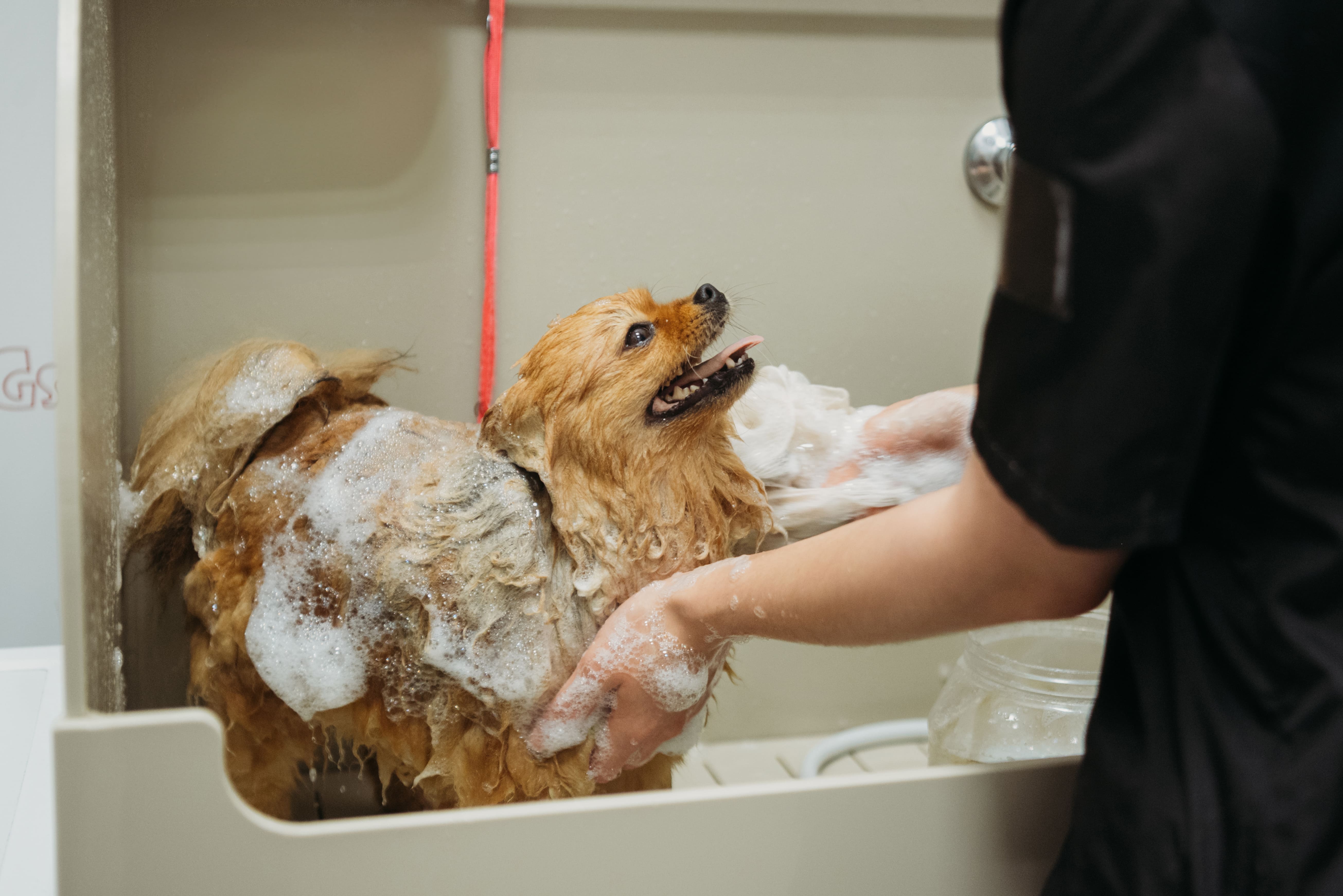 PARADOGs №9